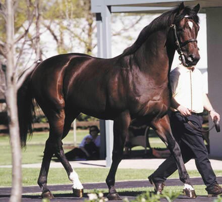 Fusaichi Pegasus - Most Expensive Horse